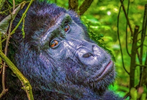 Gorilla Beringei Beringei Prints: Bwindi Impenetrable Forest, Uganda