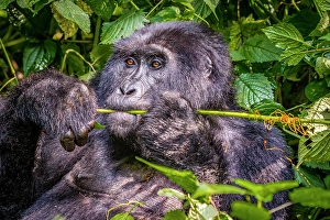 Gorilla Beringei Beringei Prints: Bwindi Impenetrable Forest, Uganda