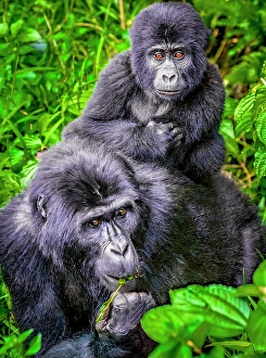 Mother Prints: Bwindi Impenetrable Forest, Uganda
