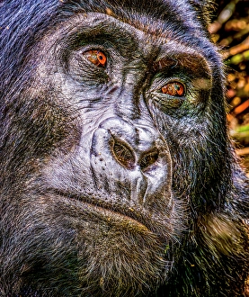 Gorilla Beringei Beringei Prints: Bwindi Impenetrable Forest, Uganda