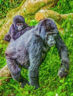 Mother Prints: Bwindi Impenetrable Forest, Uganda