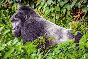 Gorilla Beringei Beringei Prints: Bwindi Impenetrable Forest, Uganda