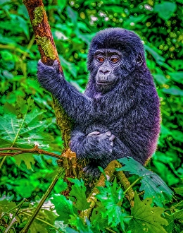 Gorilla Beringei Beringei Prints: Bwindi Impenetrable Forest, Uganda