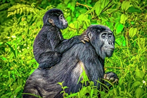 Mother Prints: Bwindi Impenetrable Forest, Uganda