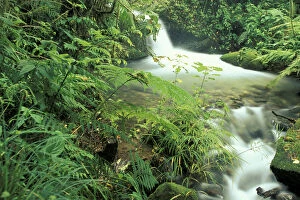 Images Dated 13th April 2004: C. A. Costa Rica, Cloud Forest, Cloud Forest Stream