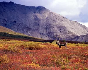 CA-7 Barren Ground Caribou (Rangifer arcticus), fall tundra. Denali National Park, Alaska