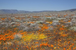 Gold Field Prints: CA, Antelope Valley near Lancaster, Poppy and Goldfield flowers