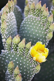 Images Dated 9th April 2011: CA, Anza-Borrego Desert State Park, Angels wings or Bunny ears cactus