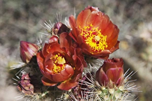 Cholla Prints: CA, Anza-Borrego Desert State Park, Wolfs cholla
