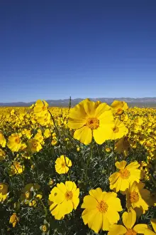 Images Dated 3rd April 2011: CA, Carrizo Plain NM, Carrizo Plain with Temblor Range and spring wildflowers (Bigelow s