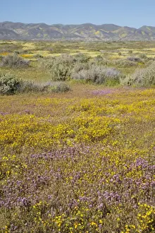 Public Lands Prints: CA, Carrizo Plain NM, Carrizo Plain with Temblor Range and spring wildflowers (Purple