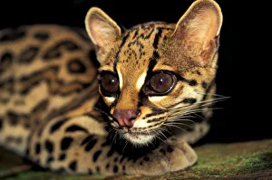Jaguar Prints: CA, Central Panama