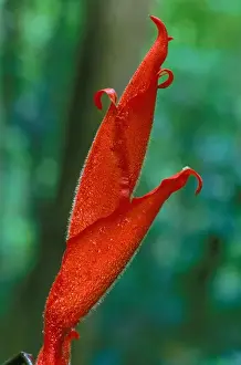 Tropical Rainforest Prints: CA, Central Panama, Barro Colorado Island red heliconia flower (Heliconia sp. )