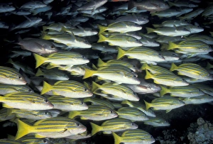 Images Dated 14th April 2004: CA, Costa Rica, Cocos Island Bluestripe snapper (Lutjanos kasmira)