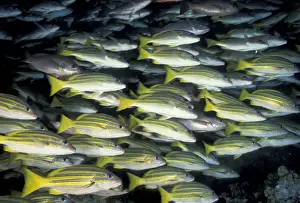 Sea Animal Prints: CA, Costa Rica, Cocos Island Bluestripe snapper (Lutjanos kasmira)