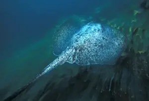 Sea Animal Prints: CA, Costa Rica, Cocos Island Marbled Ray (Taeniura meyeici)