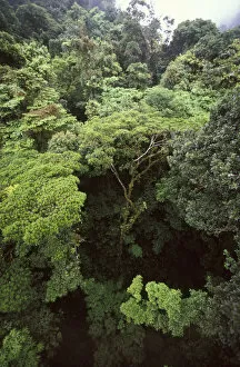 CA, Costa Rica, Monteverde Cloud forest