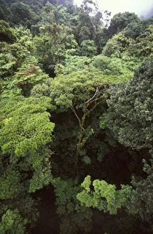 Images Dated 14th April 2004: CA, Costa Rica, Monteverde Cloud forest