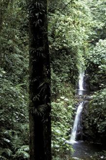 CA, Costa Rica, Monteverde Cloud Forest Reserve Landscape