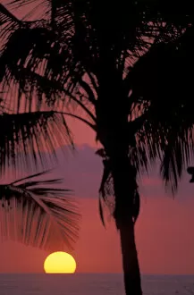 Images Dated 14th April 2004: CA, Costa Rica, Nicoya Peninsula, near Malpais Sunset through coconut palms
