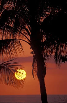 CA, Costa Rica, Nicoya Peninsula, near Malpais Sunset through coconut palms