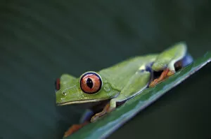 Images Dated 13th April 2004: CA, Costa Rica, Tortugero Red-eyed tree frog
