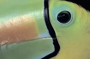 CA, Costa Rica Toucan close-up