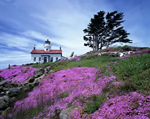 West Coast Prints: CA, Crescent City, Battery Point lighthouse with ice plant in bloom, built in 1856
