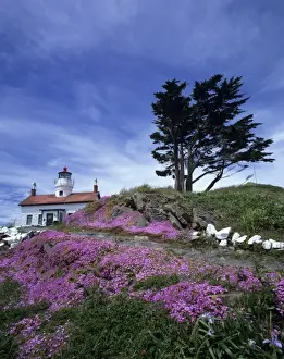 Images Dated 2nd July 2007: CA, Crescent City, Battery Point lighthouse with ice plant in bloom, built in 1856