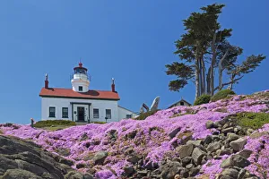 West Coast Prints: CA, Crescent City, Battery Point Lighthouse; Ice Plants in full bloom