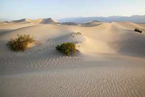 Images Dated 14th April 2011: CA, Death Valley NP, Mesquite Flat Sand Dunes