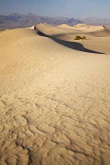 CA, Death Valley NP, Mesquite Flat Sand Dunes