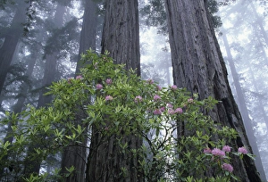Images Dated 17th August 2016: CA, Del Norte Coast Redwoods SP, Wild Rhododendrons with Coast Redwoods