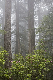 Del Norte Prints: CA, Del Norte Coast Redwoods State Park, redwood trees with rhododendrons