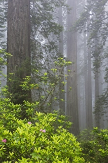 Images Dated 15th May 2016: CA, Del Norte Coast Redwoods State Park, redwood trees with rhododendrons