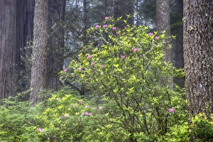 Images Dated 15th May 2016: CA, Del Norte Coast Redwoods State Park, redwood trees with rhododendrons