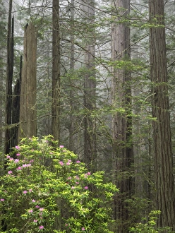 Images Dated 13th May 2017: CA, Del Norte Coast Redwoods State Park, redwood trees with rhododendrons