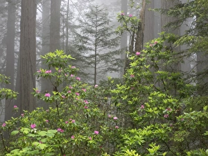 Images Dated 13th May 2017: CA, Del Norte Coast Redwoods State Park, redwood trees with rhododendrons