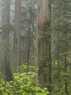 Images Dated 15th May 2017: CA, Del Norte Coast Redwoods State Park, redwood trees with rhododendrons