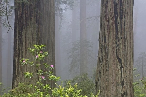 Images Dated 12th May 2016: CA, Del Norte Coast Redwoods State Park, redwood trees with rhododendrons
