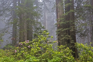 Images Dated 12th May 2016: CA, Del Norte Coast Redwoods State Park, redwood trees with rhododendrons