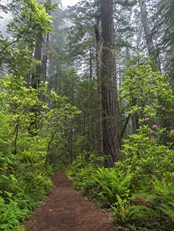 Images Dated 13th May 2017: CA, Del Norte Coast Redwoods State Park, Redwood trees and rhododendrons along trail
