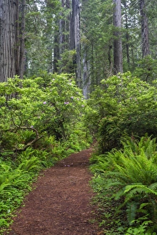 Images Dated 14th May 2016: CA, Del Norte Coast Redwoods State Park, Redwood trees and rhododendrons along trail