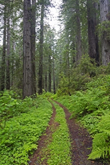 Images Dated 14th May 2016: CA, Del Norte Coast Redwoods State Park, Damnation Creek Trail and Redwood trees