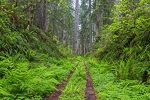CA, Del Norte Coast Redwoods State Park, Damnation Creek Trail and Redwood trees