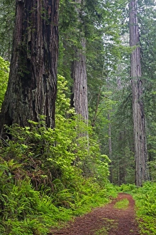 Images Dated 14th May 2016: CA, Del Norte Coast Redwoods State Park, Damnation Creek Trail and Redwood trees
