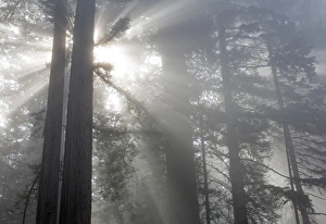 Images Dated 12th May 2016: CA, Del Norte Coast Redwoods State Park, redwood trees with sunbeams