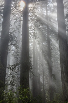 CA, Del Norte Coast Redwoods State Park, redwood trees with sunbeams
