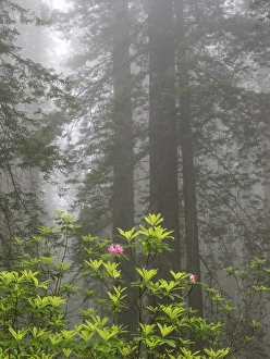 Images Dated 13th May 2017: CA, Del Norte Coast Redwoods State Park, redwood trees with rhododendrons