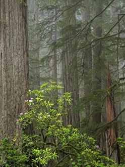 Images Dated 15th May 2017: CA, Del Norte Coast Redwoods State Park, redwood trees with rhododendrons